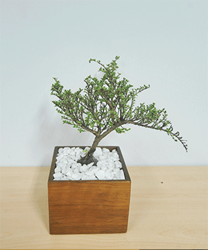 Cây Bạch Tuyết Mai