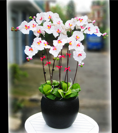 LAN HỒ ĐIỆP TRẮNG