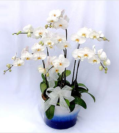 LAN HỒ ĐIỆP TRẮNG 1