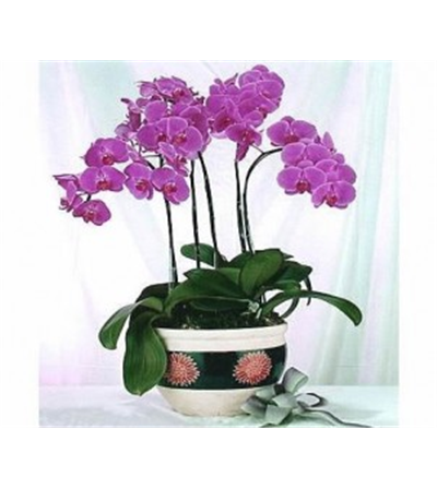 LAN HỒ ĐIỆP TÍM