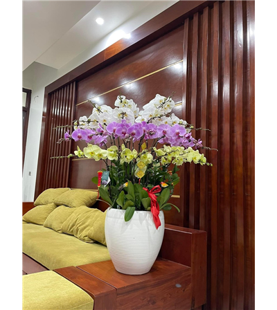 Chậu lan hồ điệp 01