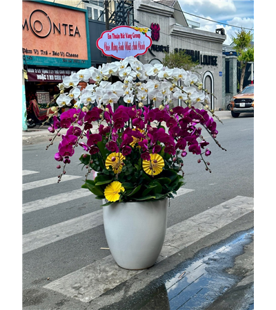 Chậu lan hồ điệp 02