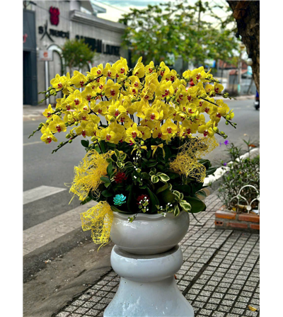 Chậu lan hồ điệp 03