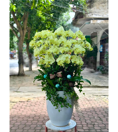 Chậu lan hồ điệp 014