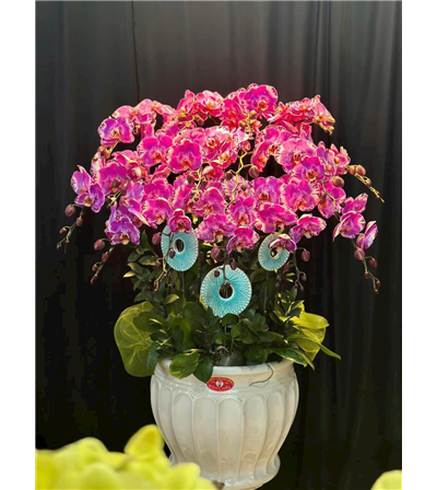 Chậu lan hồ điệp 05