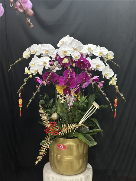 Chậu lan hồ điệp 06