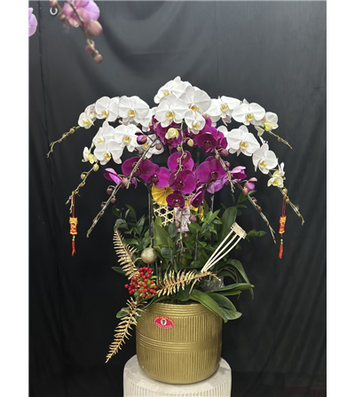 Chậu lan hồ điệp 06