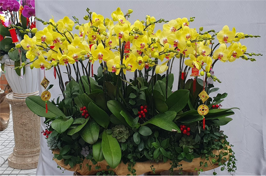 Chậu lan hồ điệp 07