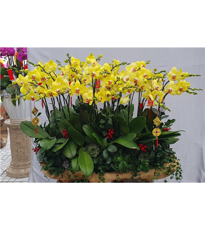 Chậu lan hồ điệp 07