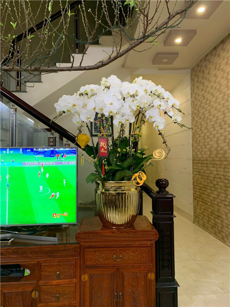 Chậu lan hồ điệp 08