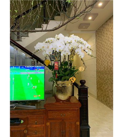 Chậu lan hồ điệp 08