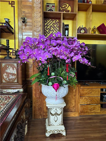 Chậu lan hồ điệp 09