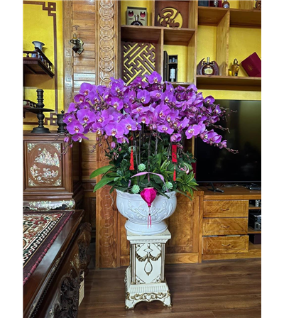 Chậu lan hồ điệp 09